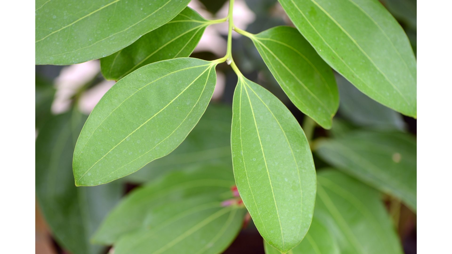 Hojas de canela: infusión, usos y beneficios │Terra Ritualia
